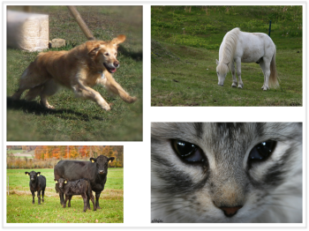 Patchwork animaux.png