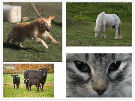 Patchwork animaux.png