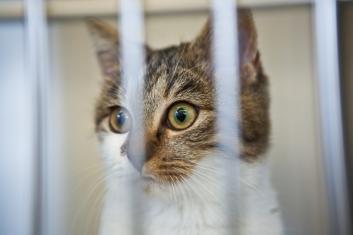 Chat tigré blanc boxe.jpg