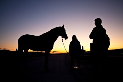 Vétérinaire chevaux.jpg