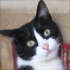 chat noir blanc jaune